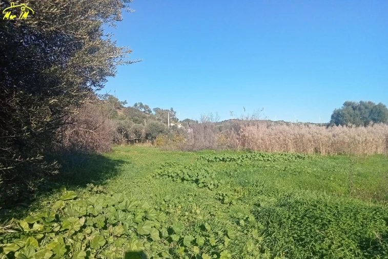 Terreno Agricola ou Rústico para Venda em Azinhal Foto 35