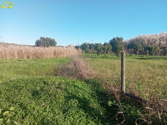 Terreno Agricola ou Rústico para Venda em Azinhal Foto 37