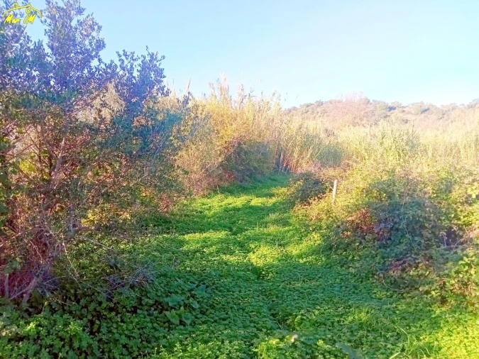 Terreno Agricola ou Rústico para Venda em Azinhal Foto 44