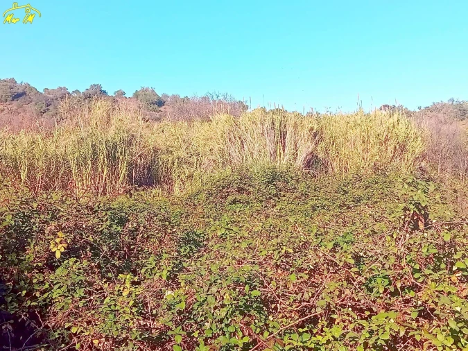 Terreno Agricola ou Rústico para Venda em Azinhal Foto 45