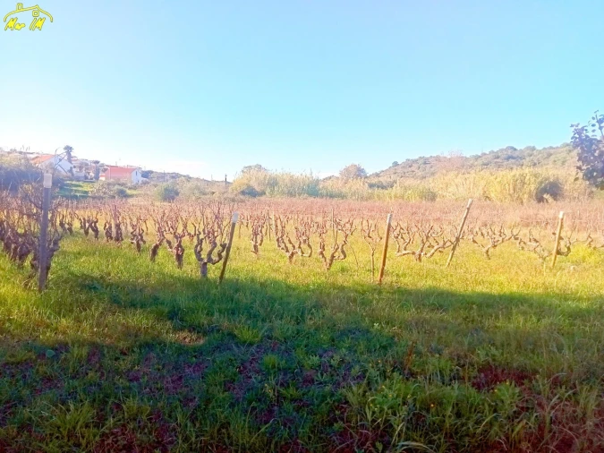 Terreno Agricola ou Rústico para Venda em Azinhal Foto 48