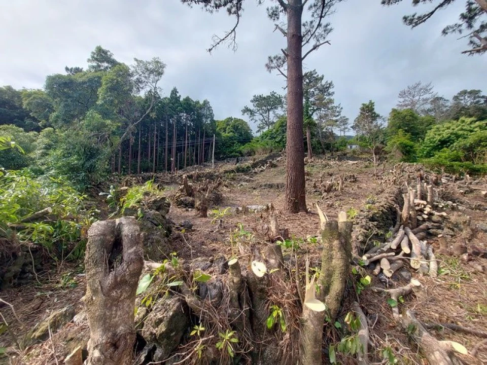 Terreno Agricola ou Rústico para Venda em São Roque do Pico Foto 4