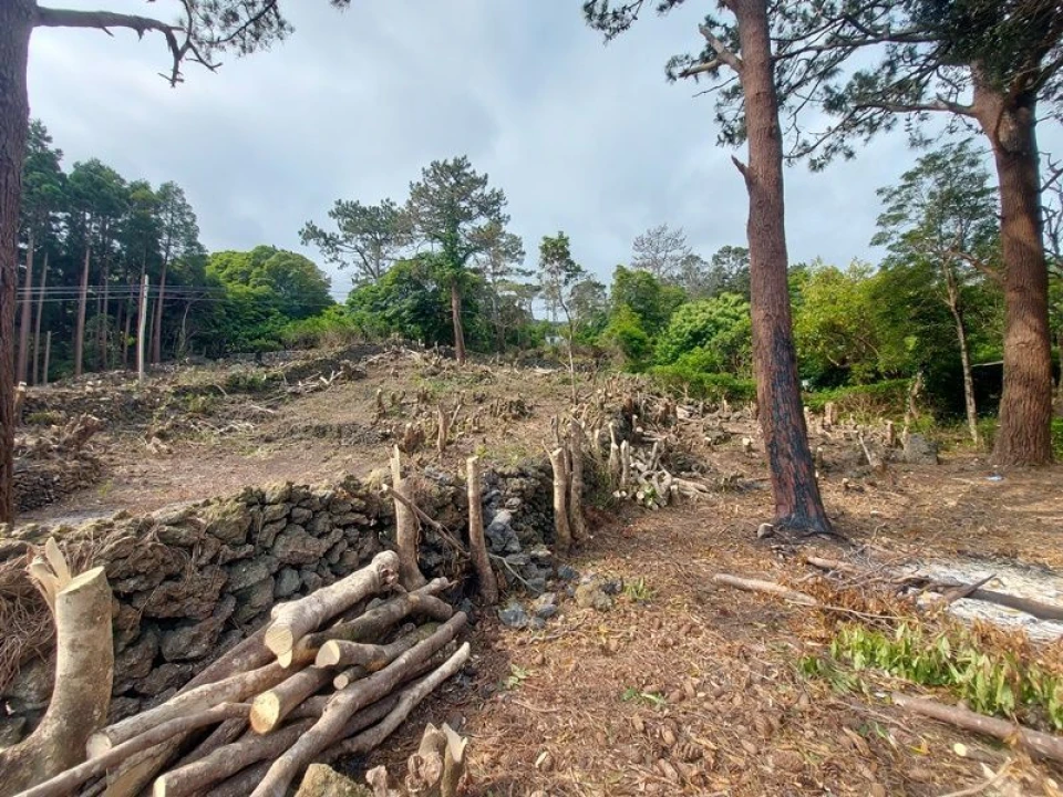 Terreno Agricola ou Rústico para Venda em São Roque do Pico Foto 5