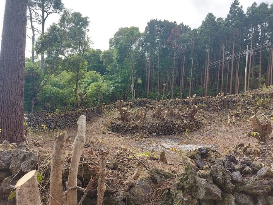 Terreno Agricola ou Rústico para Venda em São Roque do Pico Foto 8