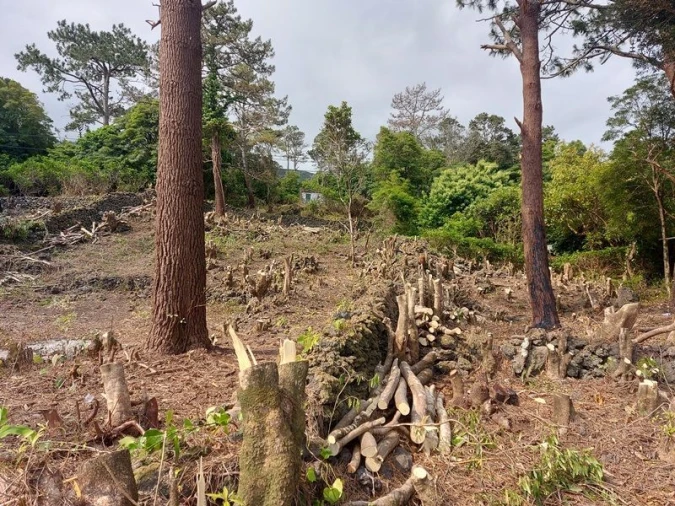 Terreno Agricola ou Rústico para Venda em São Roque do Pico Foto 2