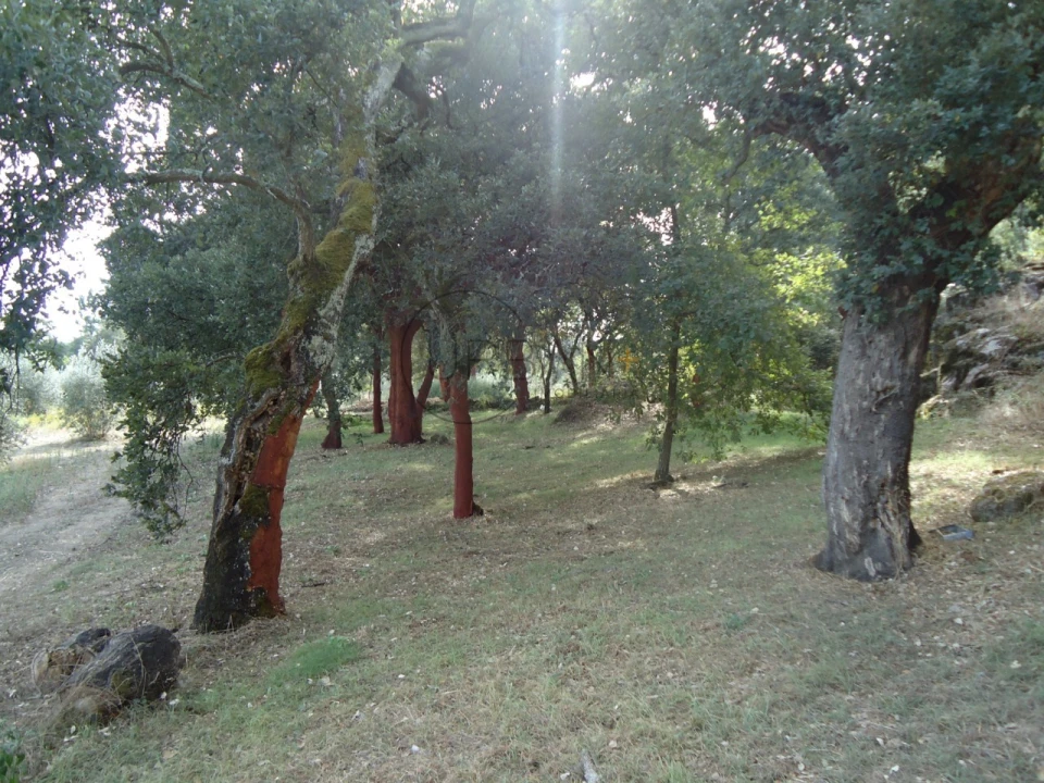 Quinta para Venda em Canas de Senhorim Foto 5