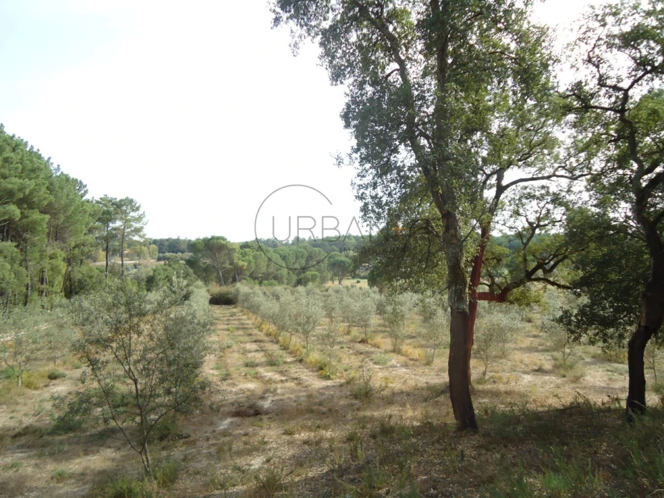 Quinta para Venda em Canas de Senhorim Foto 1
