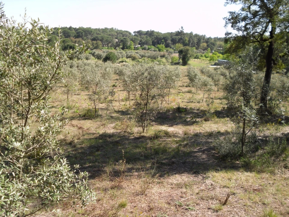 Quinta para Venda em Canas de Senhorim Foto 2