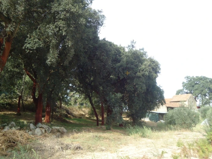 Quinta para Venda em Canas de Senhorim Foto 6