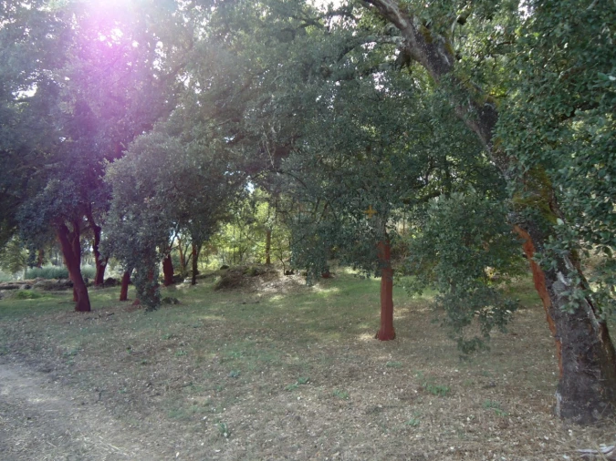 Quinta para Venda em Canas de Senhorim Foto 7