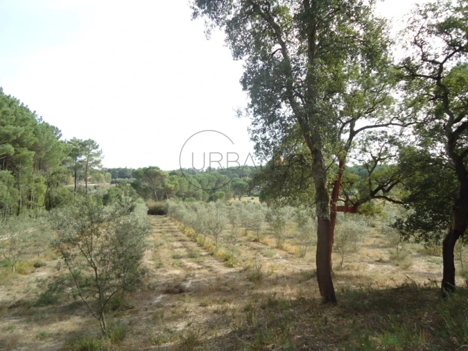 Quinta para Venda em Canas de Senhorim Foto 1