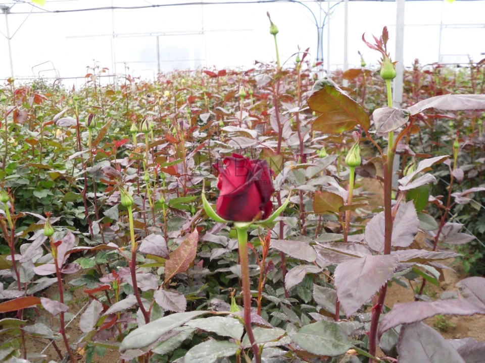 Quinta para Venda em Canas de Senhorim Foto 9