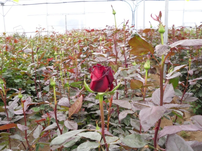 Quinta para Venda em Canas de Senhorim Foto 9