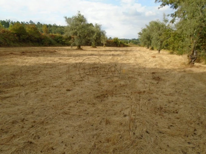 Quinta para Venda em Boa Aldeia, Farminhão e Torredeita Foto 1