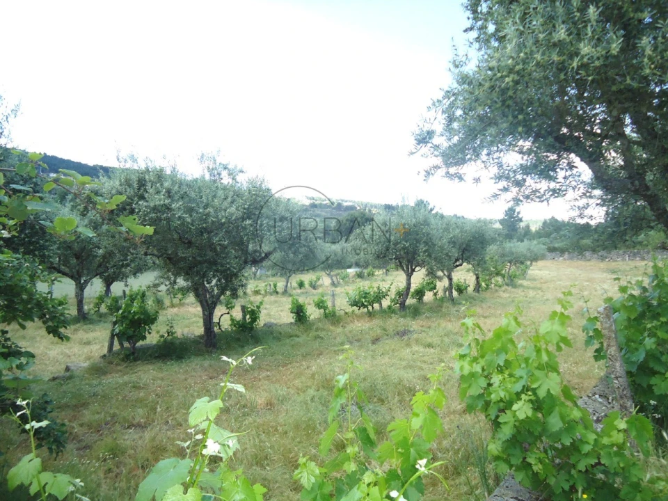 Quinta T6 para Venda em Tavares (Chãs, Várzea e Travanca) Foto 26