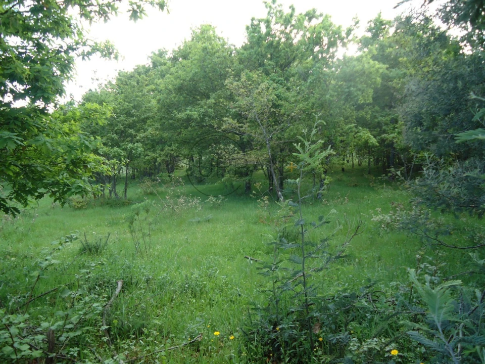 Quinta para Venda em Quintela de Azurara Foto 11