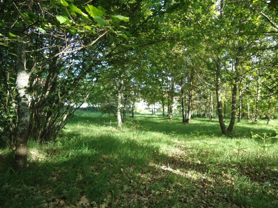 Quinta para Venda em Quintela de Azurara Foto 28