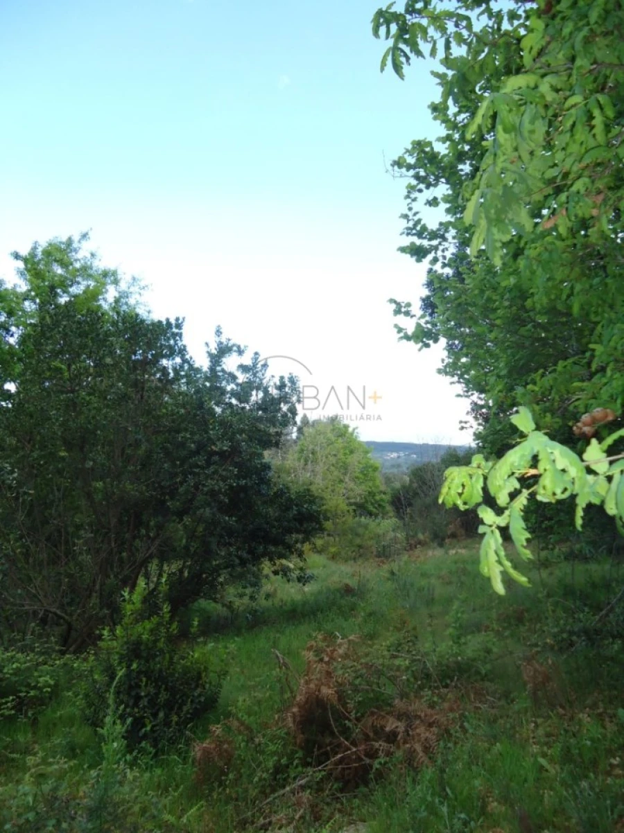 Quinta para Venda em Quintela de Azurara Foto 19