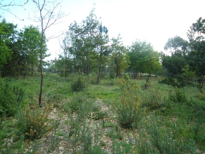 Quinta para Venda em Quintela de Azurara Foto 21