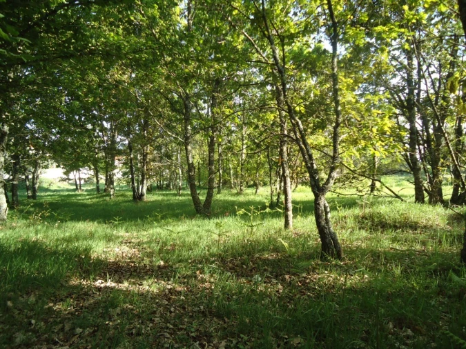 Quinta para Venda em Quintela de Azurara
