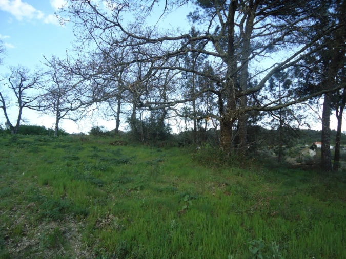 Quinta para Venda em Mangualde, Mesquitela e Cunha Alta Foto 15