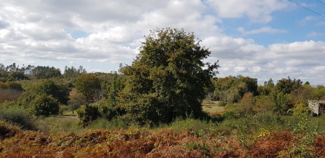 Quinta para Venda em Orgens Foto 2