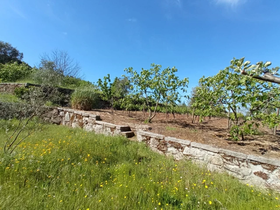 Quinta para Venda em Fornos de Maceira Dão Foto 10