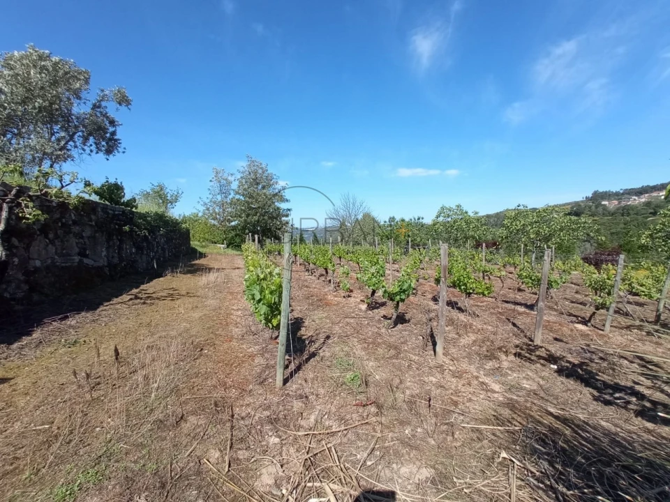 Quinta para Venda em Fornos de Maceira Dão Foto 13