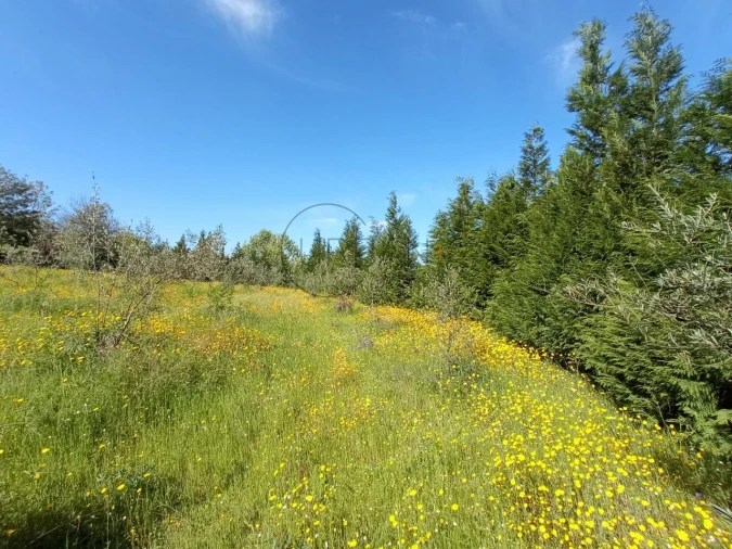 Quinta para Venda em Fornos de Maceira Dão Foto 5