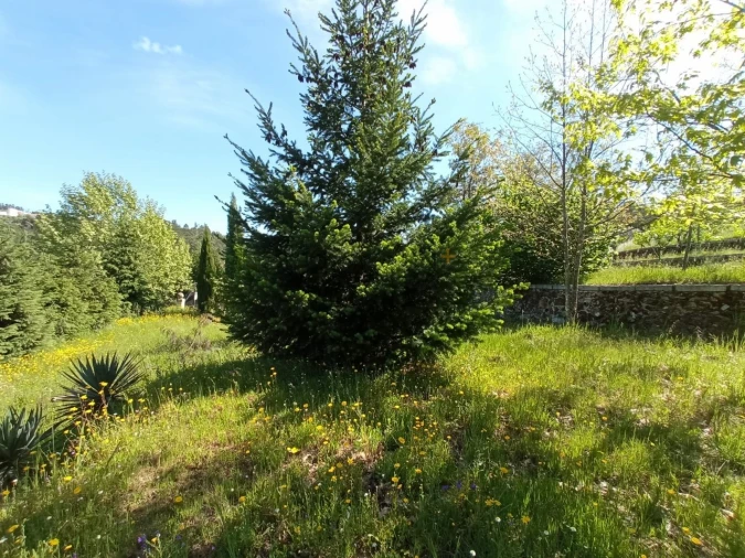 Quinta para Venda em Fornos de Maceira Dão Foto 7