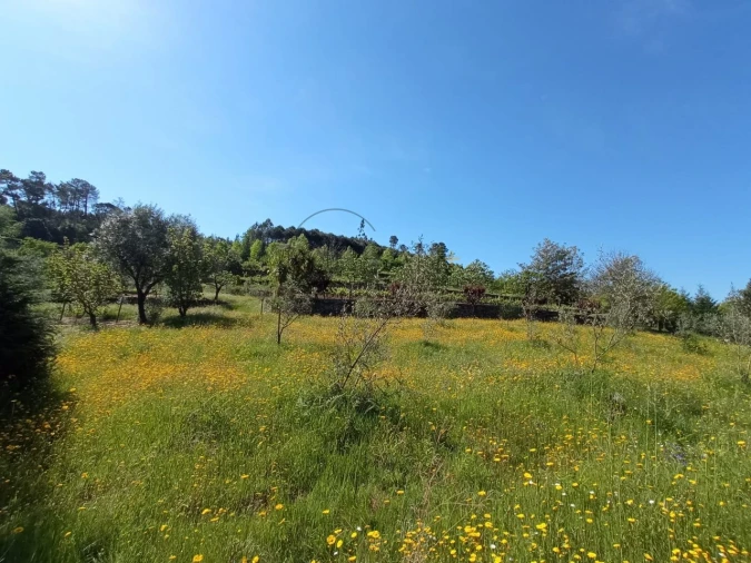 Quinta para Venda em Fornos de Maceira Dão Foto 8