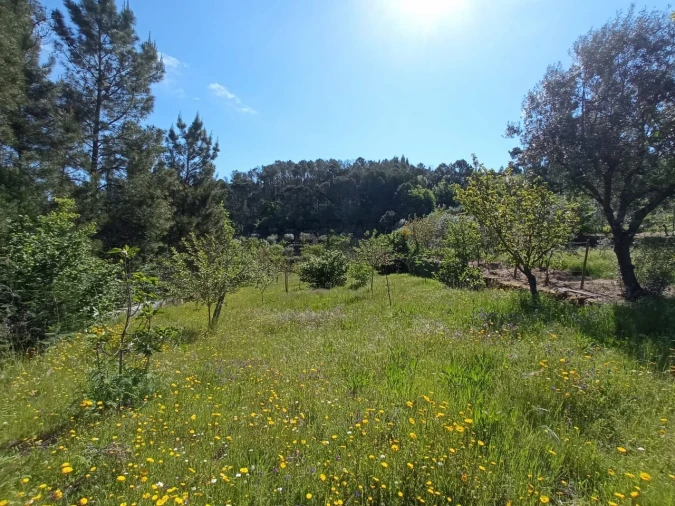 Quinta para Venda em Fornos de Maceira Dão Foto 9
