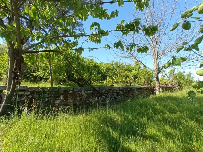 Quinta para Venda em Fornos de Maceira Dão Foto 17