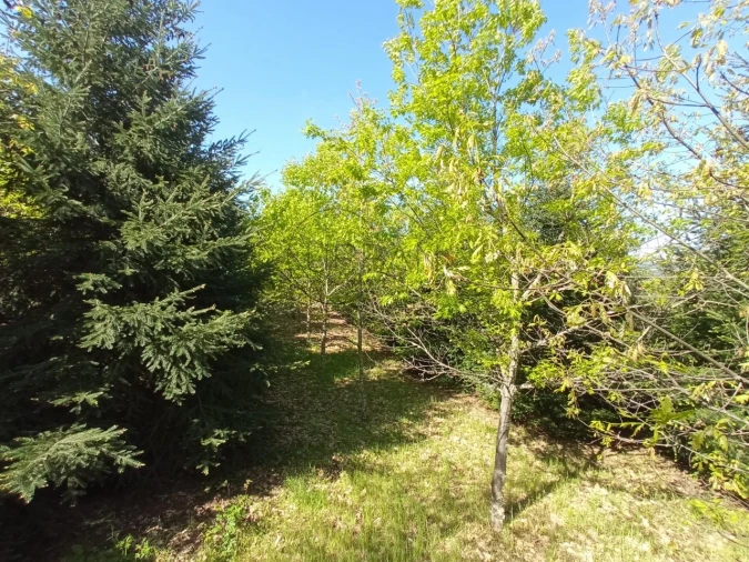 Quinta para Venda em Fornos de Maceira Dão Foto 19