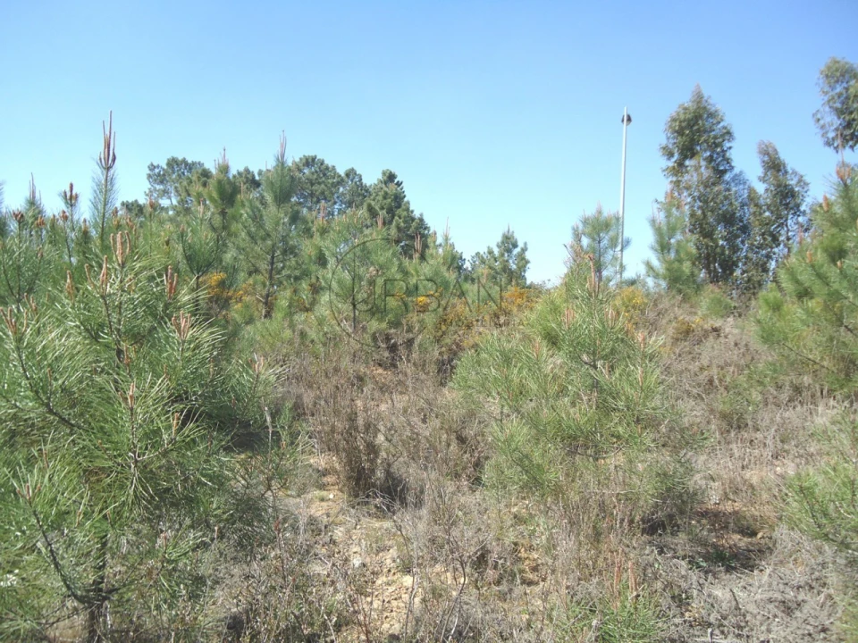Terreno para Venda em Orgens Foto 1
