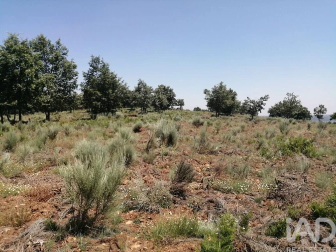 Terreno para Venda em Sabugal e Aldeia de Santo António Foto 17