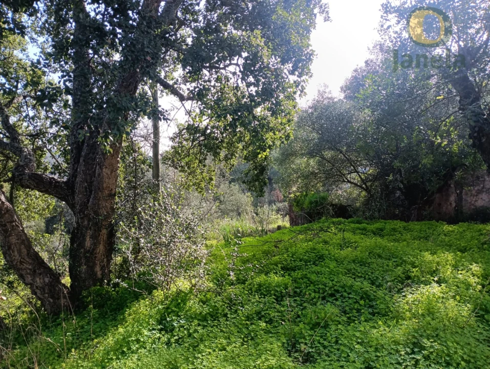 Terreno para Venda em Salir Foto 10