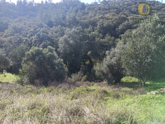 Terreno para Venda em Salir