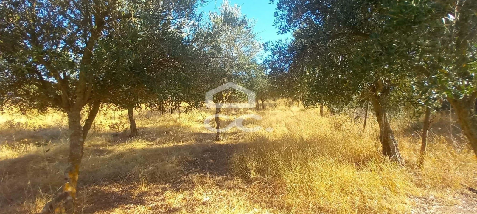 Terreno para Venda em Baleizão Foto 32