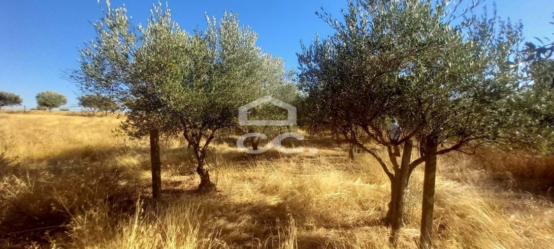 Terreno para Venda em Baleizão Foto 27