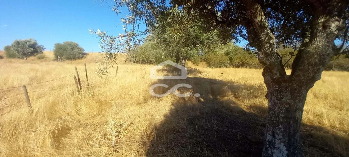 Terreno para Venda em Baleizão Foto 23