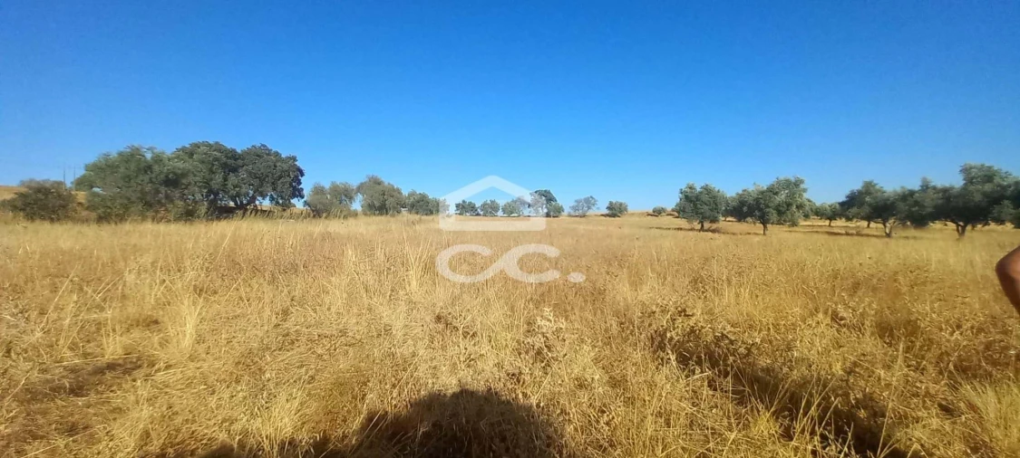 Terreno para Venda em Baleizão Foto 40