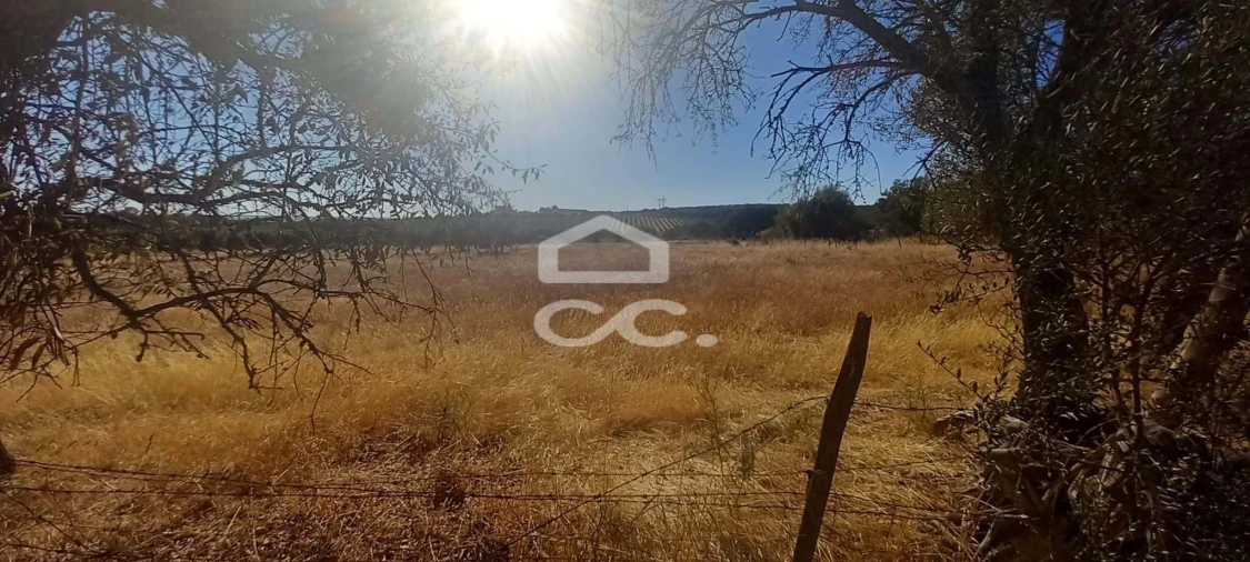 Terreno para Venda em Baleizão Foto 19