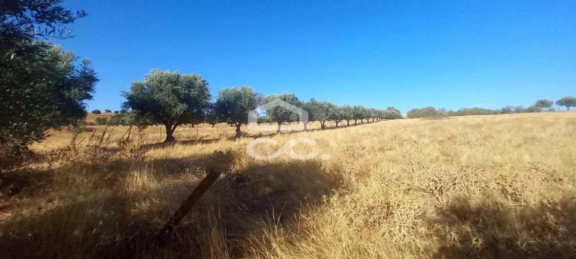 Terreno para Venda em Baleizão Foto 3