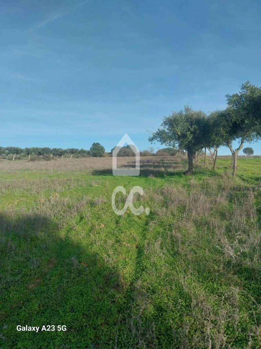 Terreno para Venda em Baleizão Foto 8