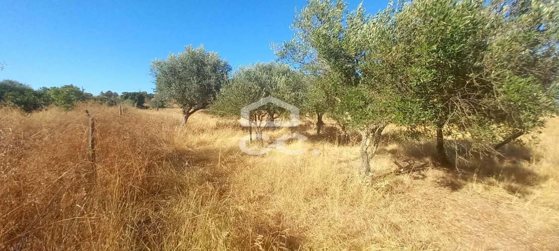 Terreno para Venda em Baleizão Foto 31