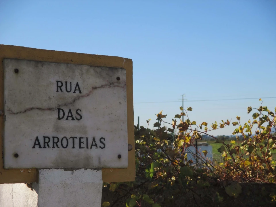 Terreno para Venda em Marmeleira e Assentiz Foto 14