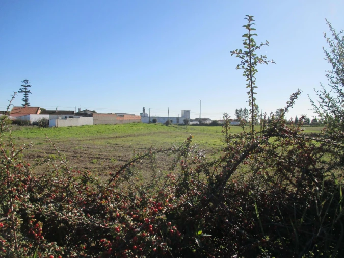 Terreno para Venda em Marmeleira e Assentiz Foto 24