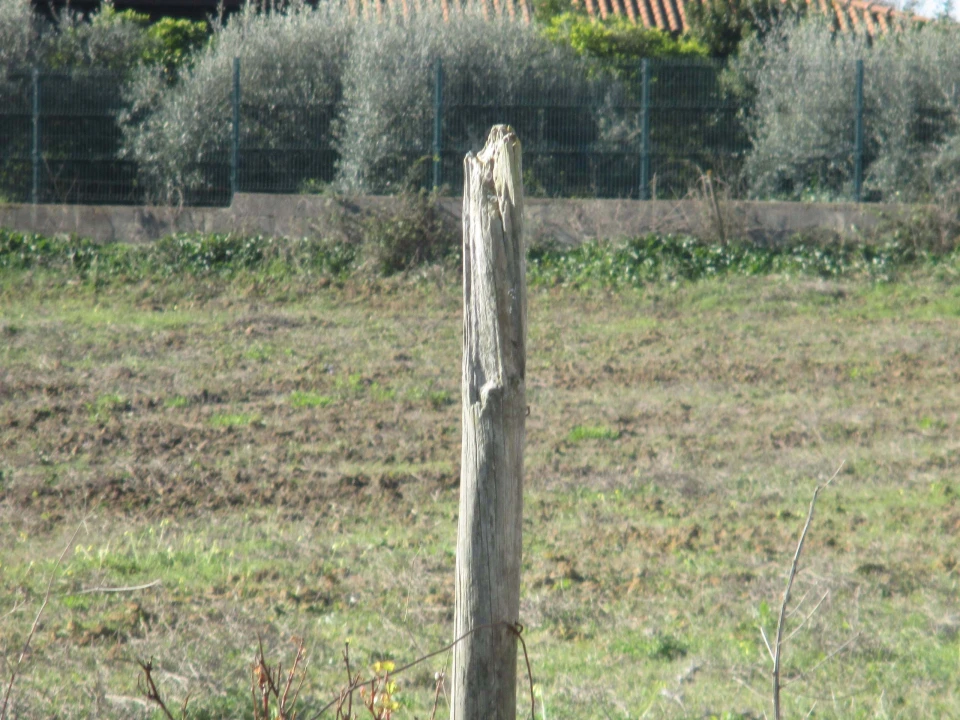 Terreno para Venda em Marmeleira e Assentiz Foto 11