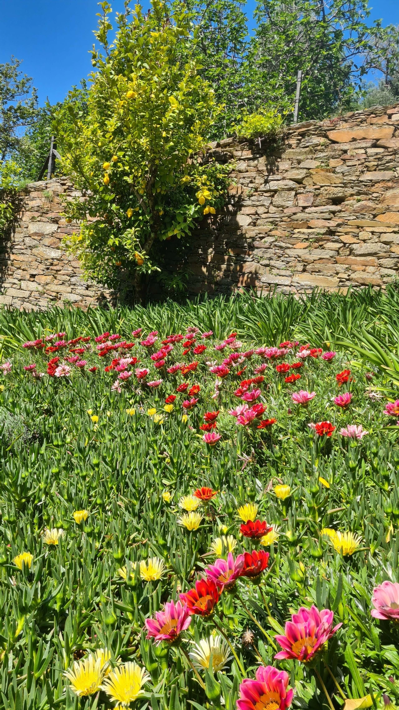 Quinta para Venda em Cerdeira e Moura da Serra Foto 103